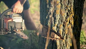  Stock Footage Using A Chainsaw To Cut Down A Tree Live Wallpaper