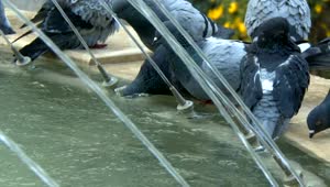   Stock Footage Urban Pigeons Drinking Water In A Fountain Live Wallpaper