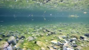   Stock Footage Underwater View Of A Lake With Stones And Little Fish Live Wallpaper