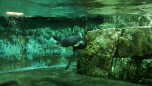  Stock Footage Underwater Shot Form A Diver Of Penguins Swimming Live Wallpaper