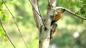   Stock Footage Two Woodpeckers In A Tree Live Wallpaper