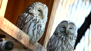   Stock Footage Two White Owls Staring Live Wallpaper