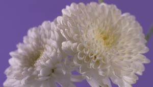   Stock Footage Two White Flowers Live Wallpaper