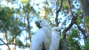   Stock Footage Two White Cockatoos In A Tree In Australia Live Wallpaper