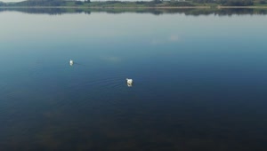   Stock Footage Two Swans Crossing A Lake Live Wallpaper