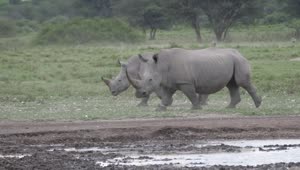   Stock Footage Two Rhinos Walking In The Valley Live Wallpaper