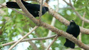   Stock Footage Two Koel In A Tree Live Wallpaper