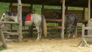   Stock Footage Two Horses In The Farm Stable Live Wallpaper