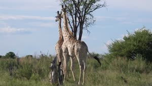   Stock Footage Two Giraffes On The Savannah Live Wallpaper