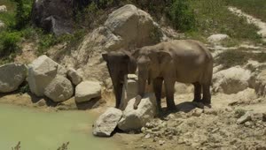   Stock Footage Two Elephants On The Banks Of A River Live Wallpaper