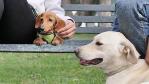   Stock Footage Two Dogs Resting With Their Owners On A Park Bench Live Wallpaper