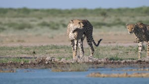   Stock Footage Two Cheetahs Around A Water Hole Live Wallpaper