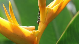   Stock Footage Two Ants On A Flower Live Wallpaper