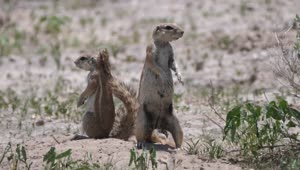   Stock Footage Two African Ground Squirrels On The Field Live Wallpaper