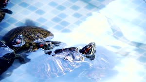   Stock Footage Turtles Swimming In A Tub Close View Live Wallpaper