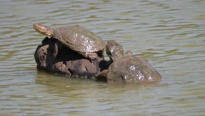   Stock Footage Turtles Sunbathing On A Rock In A River Live Wallpaper