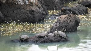   Stock Footage Turtles Standing On A Rock Live Wallpaper
