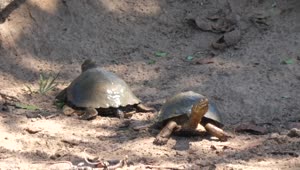   Stock Footage Turtles Resting On The Ground Live Wallpaper