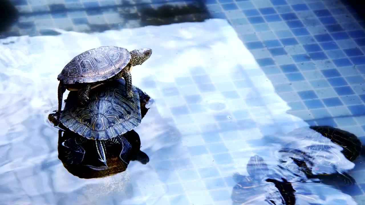 Download   Stock Footage Turtles Resting In A Pool Live Wallpaper