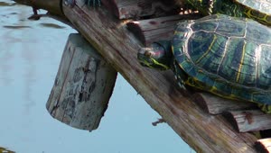  Stock Footage Turtles On A Little Wooden Bridge Live Wallpaper