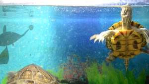   Stock Footage Turtles In A Shop Tank Live Wallpaper