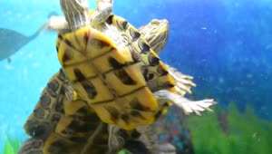   Stock Footage Turtles In A Pet Shop Tank Live Wallpaper