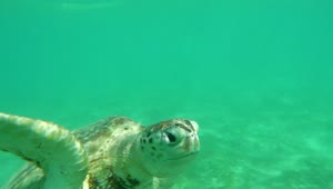   Stock Footage Turtle Swimming Just Below The Surface Live Wallpaper
