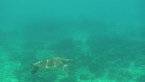   Stock Footage Turtle Swimming In A Turquoise Sea Live Wallpaper