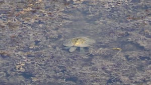   Stock Footage Turtle Swimming In A Muddy Pond Live Wallpaper
