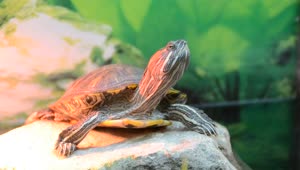  Stock Footage Turtle Sitting On A Rock Live Wallpaper