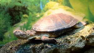   Stock Footage Turtle Resting On A Rock Live Wallpaper