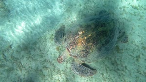   Stock Footage Turtle On The Sea Floor Live Wallpaper
