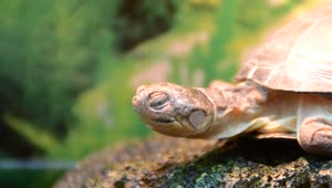   Stock Footage Turtle By A Zoo Pond Live Wallpaper