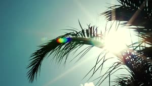   Stock Footage Tropical Sun And Cool Breeze Live Wallpaper