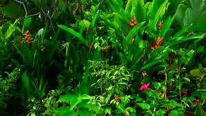   Stock Footage Tropical Green Plants And Flowers Live Wallpaper