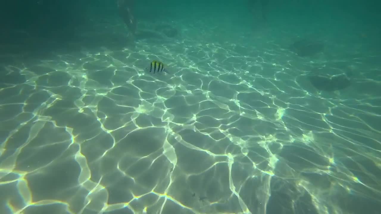 Download   Stock Footage Tropical Fish In The Water Live Wallpaper