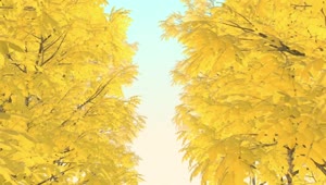  Stock Footage Trees With Dry Autumn Leaves D Loop Video Live Wallpaper