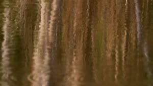   Stock Footage Trees Reflecting On A Still Lake Live Wallpaper