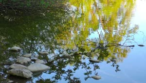   Stock Footage Trees Reflected On A Lakes Water Live Wallpaper