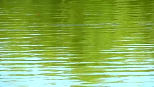   Stock Footage Trees Reflected In The Water Of A Lake Live Wallpaper
