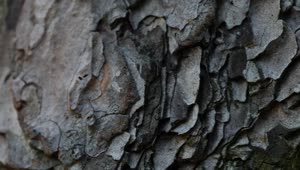   Stock Footage Tree Trunk Live Wallpaper