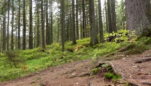   Stock Footage Tree Roots On The Forest Ground Live Wallpaper
