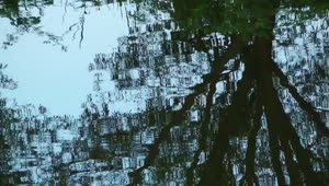   Stock Footage Tree Reflected In The Waves Of A Lake Live Wallpaper