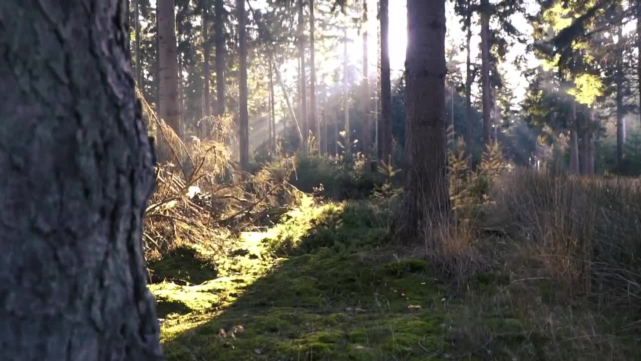 Download   Stock Footage Tree In The Forest Live Wallpaper