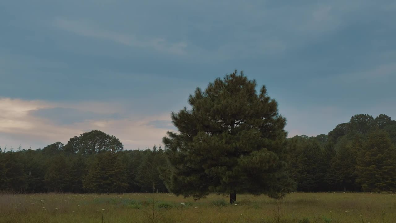 Download   Stock Footage Tree In A Forest On A Rainy Day Live Wallpaper