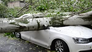   Stock Footage Tree Fallen On A Car On The Street Live Wallpaper