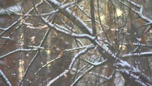   Stock Footage Tree Branches When It Snows Live Wallpaper