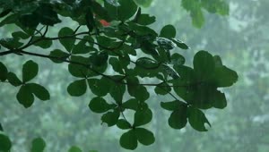   Stock Footage Tree Branche Under The Rain In The Woods Live Wallpaper