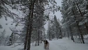   Stock Footage Travelling Through A Snow Covered Forest Live Wallpaper
