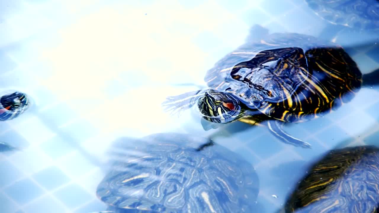 Download Stock Footage Young Turtles Swimming Live Wallpaper Free